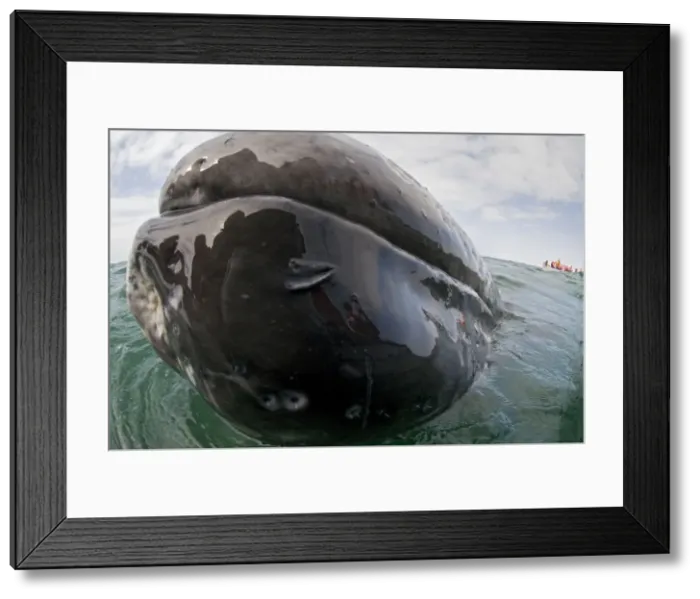 Framed Print : Picture No. 10878975 Framed Print : Picture No. 10878975