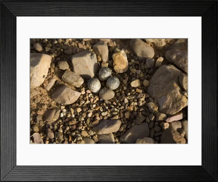 Framed Print : Picture No. 10879020 Framed Print : Picture No. 10879020