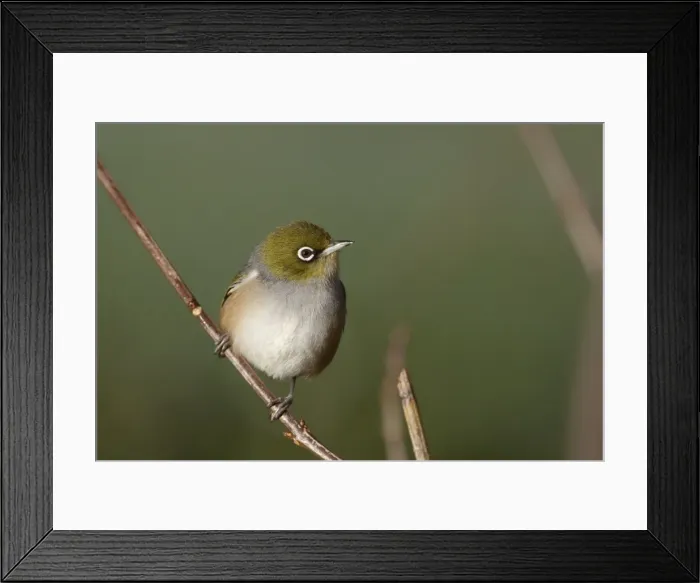 Framed Print : Picture No. 10879049 Framed Print : Picture No. 10879049