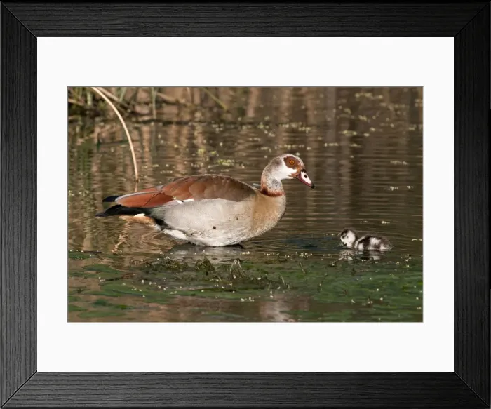 Framed Print : Picture No. 10879082 Framed Print : Picture No. 10879082