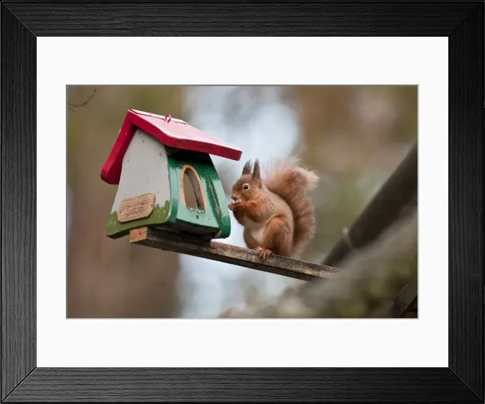 Framed Print : Picture No. 10879107 Framed Print : Picture No. 10879107