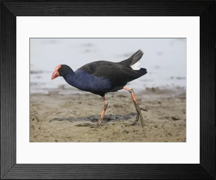 Framed Print : Picture No. 10879040