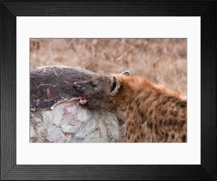 Framed Print : Picture No. 10879163 Framed Print : Picture No. 10879163