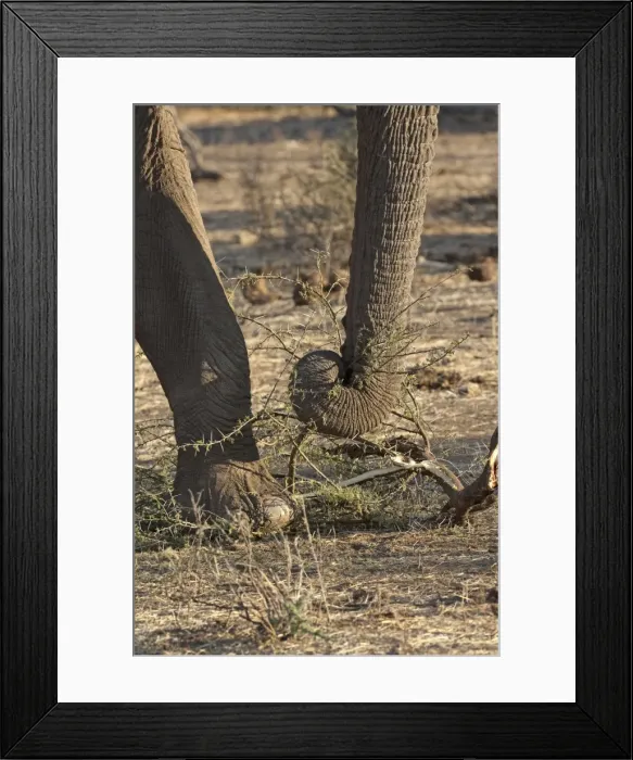Framed Print : Picture No. 10879132 Framed Print : Picture No. 10879132