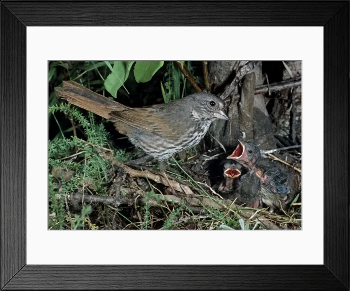 Framed Print : Picture No. 10878984 Framed Print : Picture No. 10878984