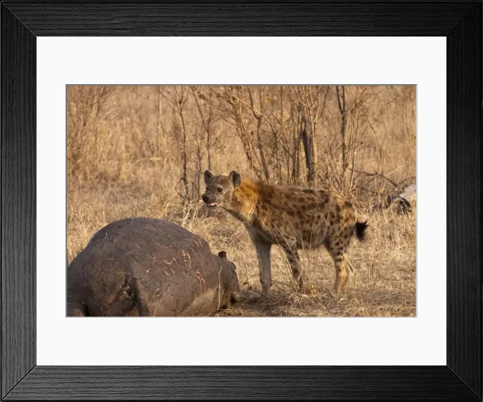 Framed Print : Picture No. 10879164 Framed Print : Picture No. 10879164