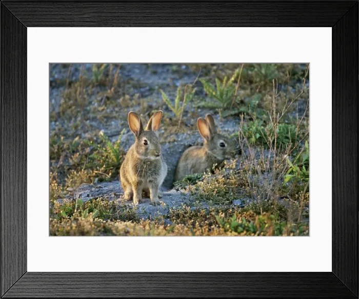 Framed Print : Picture No. 10881039 Framed Print : Picture No. 10881039