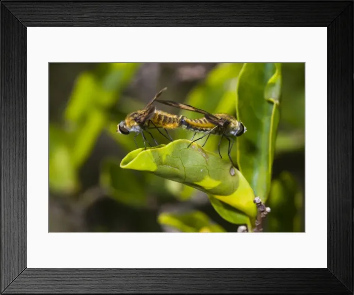 Framed Print : Picture No. 10881054 Framed Print : Picture No. 10881054