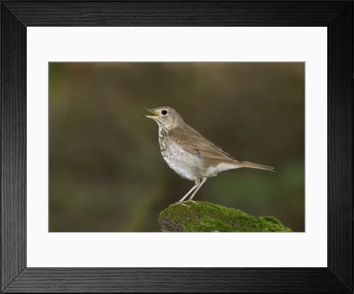 Framed Print : Picture No. 10880968 Framed Print : Picture No. 10880968