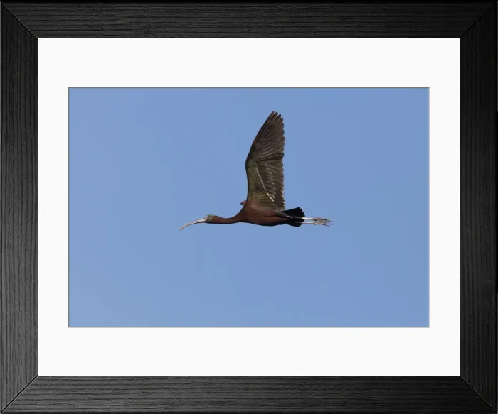 Framed Print : Picture No. 10881178 Framed Print : Picture No. 10881178