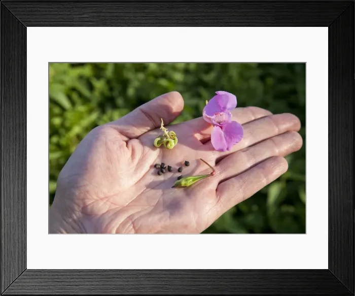 Framed Print : Picture No. 10881193 Framed Print : Picture No. 10881193