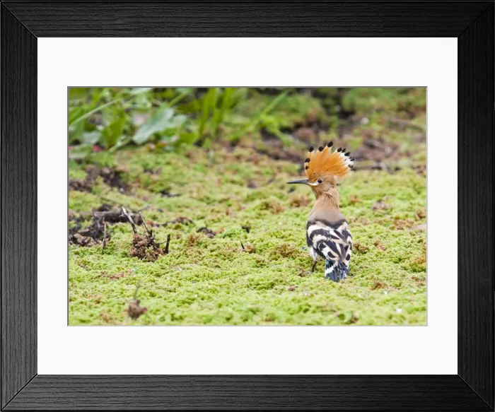 Framed Print : Picture No. 10881195 Framed Print : Picture No. 10881195