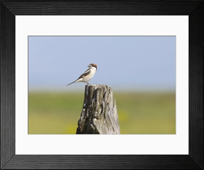Framed Print : Picture No. 10881243 Framed Print : Picture No. 10881243