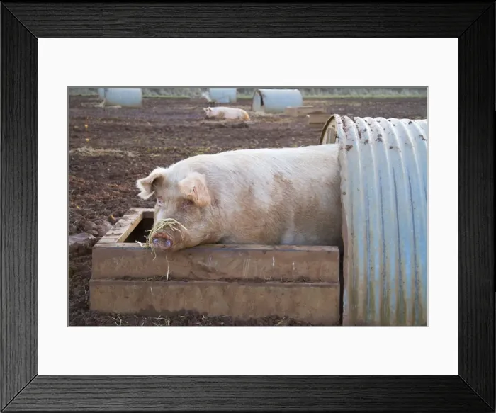 Framed Print : Picture No. 10881217 Framed Print : Picture No. 10881217