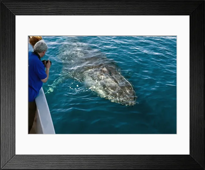 Framed Print : Picture No. 10881357 Framed Print : Picture No. 10881357