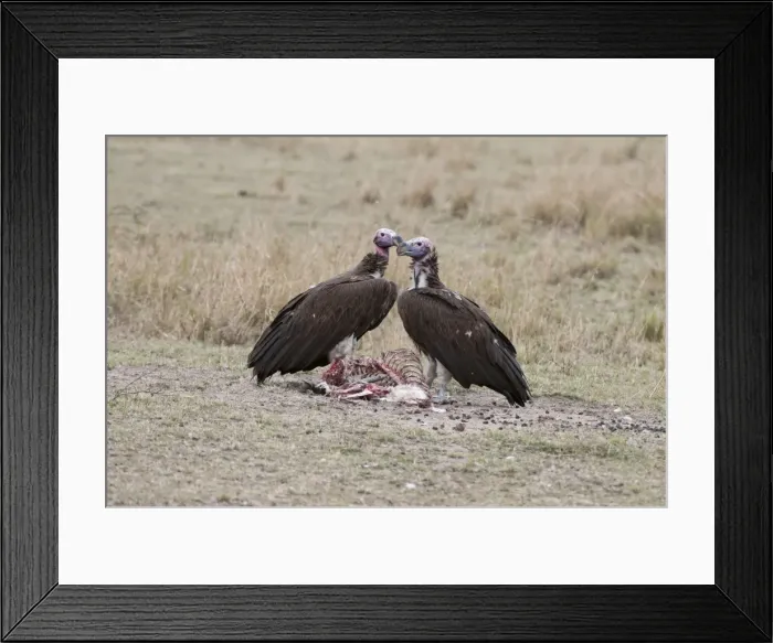 Framed Print : Picture No. 10881542 Framed Print : Picture No. 10881542