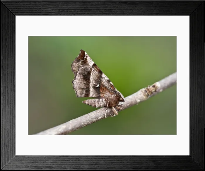 Framed Print : Picture No. 10881488