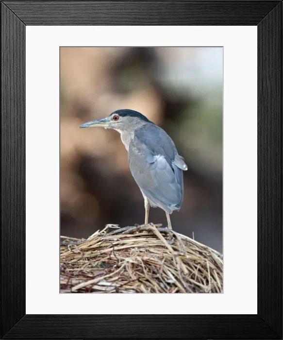 Framed Print : Picture No. 10881584 Framed Print : Picture No. 10881584