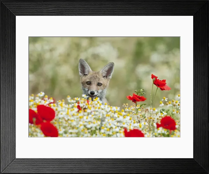 Framed Print : Picture No. 10881631 Framed Print : Picture No. 10881631