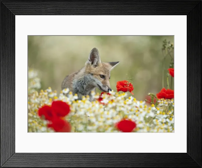Framed Print : Picture No. 10881630 Framed Print : Picture No. 10881630