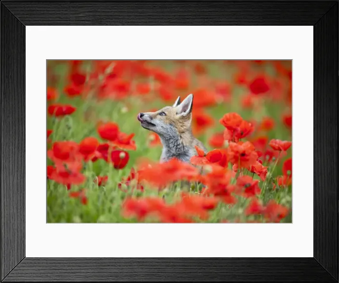Framed Print : Picture No. 10881632