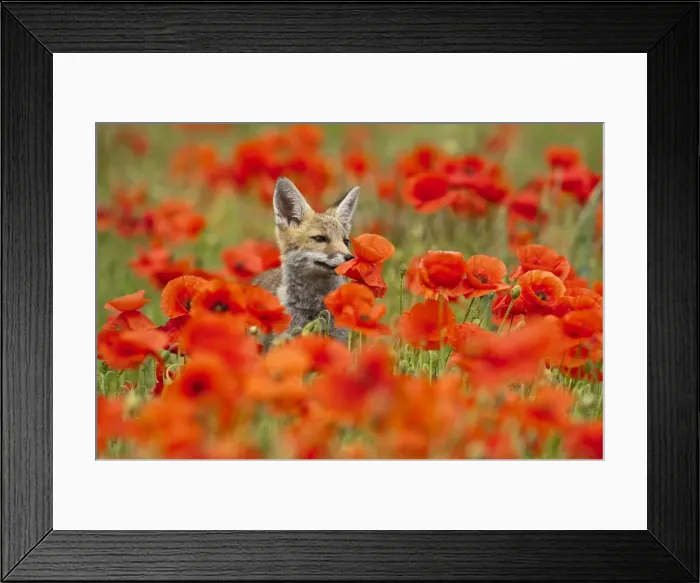 Framed Print : Picture No. 10881636 Framed Print : Picture No. 10881636