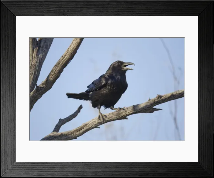 Framed Print : Picture No. 10881688