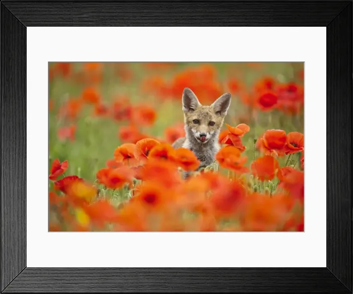 Framed Print : Picture No. 10881634 Framed Print : Picture No. 10881634