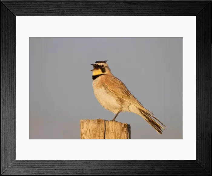 Framed Print : Picture No. 10881713 Framed Print : Picture No. 10881713