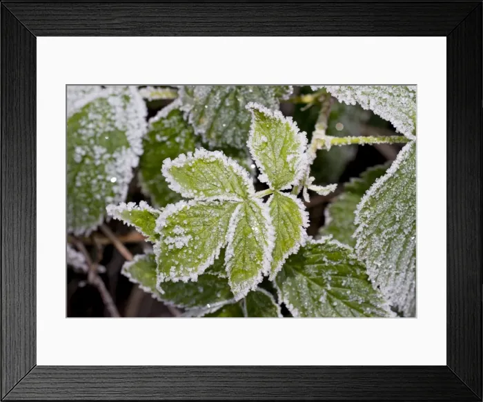Framed Print : Picture No. 10882095