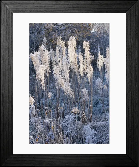 Framed Print : Picture No. 10882096 Framed Print : Picture No. 10882096