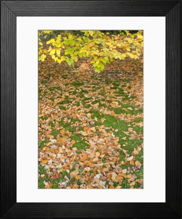 Framed Print : Picture No. 10882098 Framed Print : Picture No. 10882098