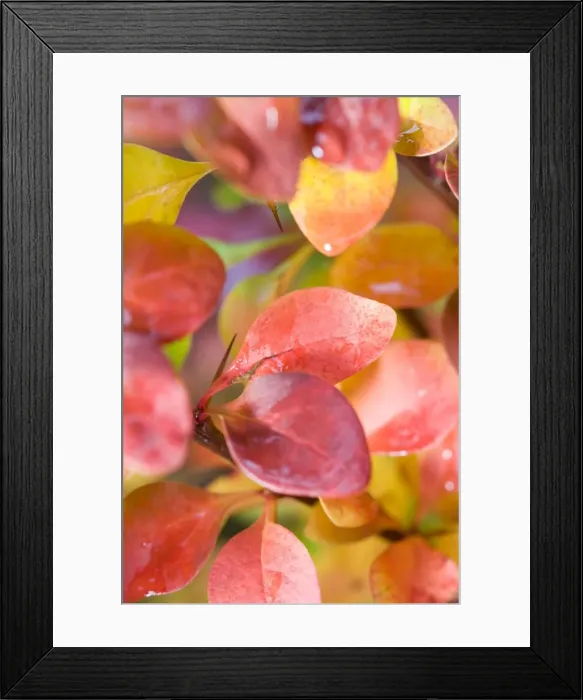 Framed Print : Picture No. 10882099 Framed Print : Picture No. 10882099