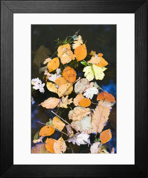 Framed Print : Picture No. 10882097 Framed Print : Picture No. 10882097