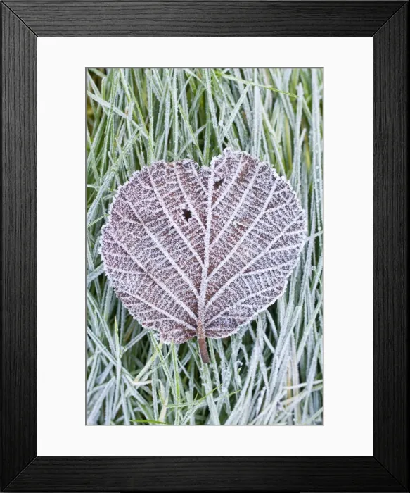 Framed Print : Picture No. 10882101 Framed Print : Picture No. 10882101
