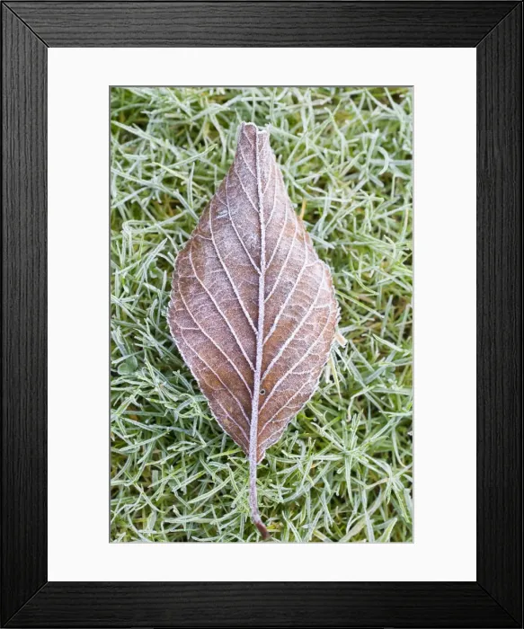 Framed Print : Picture No. 10882100 Framed Print : Picture No. 10882100