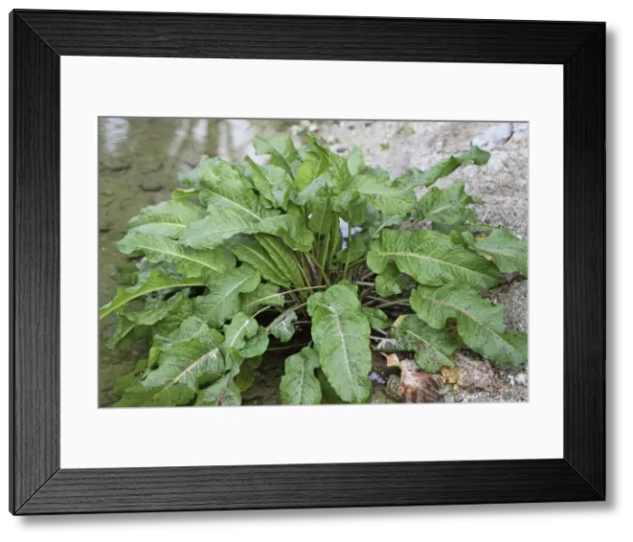 Framed Print : Picture No. 10882103 Framed Print : Picture No. 10882103