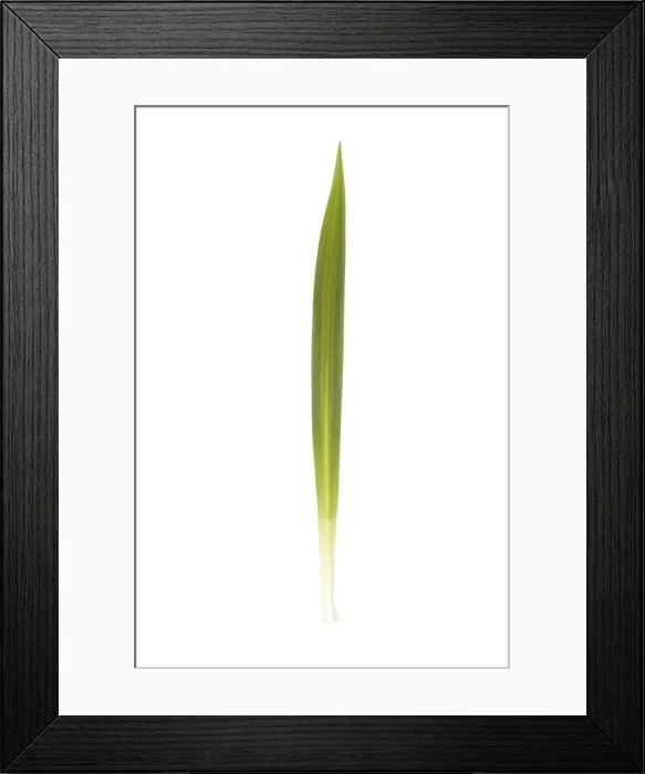 Framed Print : Picture No. 10882120 Framed Print : Picture No. 10882120