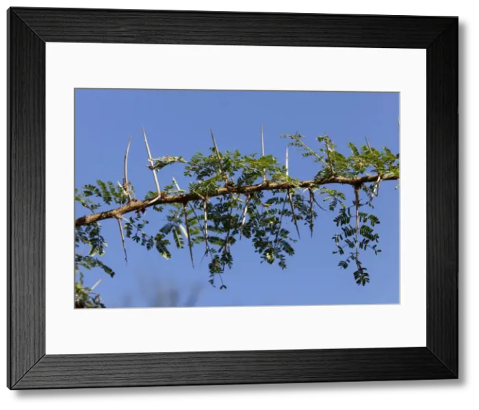 Framed Print : Picture No. 10882124 Framed Print : Picture No. 10882124