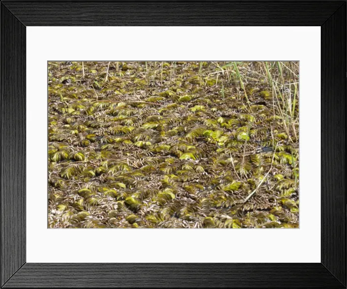 Framed Print : Picture No. 10882163 Framed Print : Picture No. 10882163