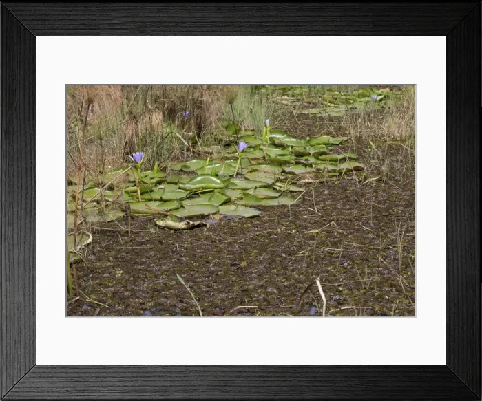 Framed Print : Picture No. 10882164 Framed Print : Picture No. 10882164