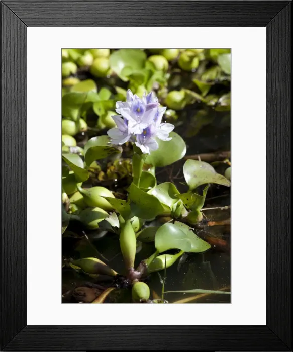 Framed Print : Picture No. 10882174 Framed Print : Picture No. 10882174