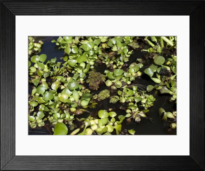 Framed Print : Picture No. 10882176 Framed Print : Picture No. 10882176