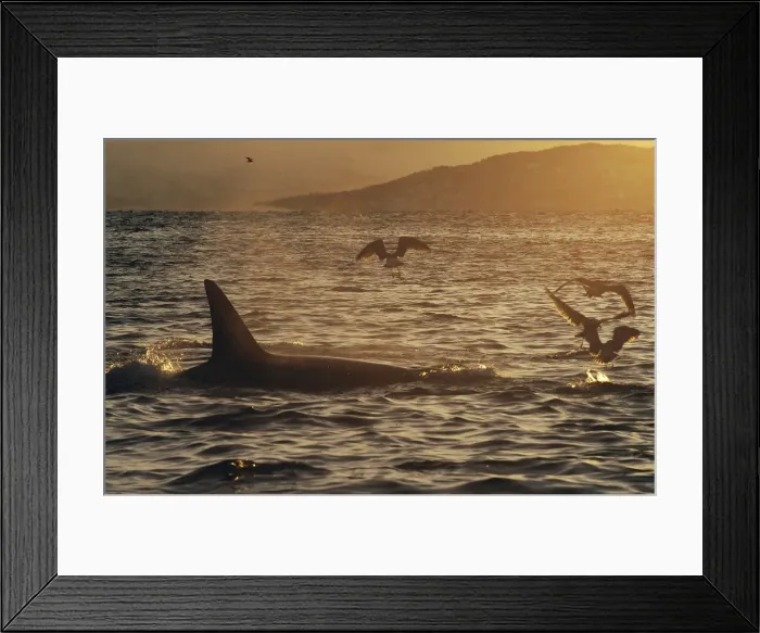 Framed Print : Picture No. 10882243 Framed Print : Picture No. 10882243
