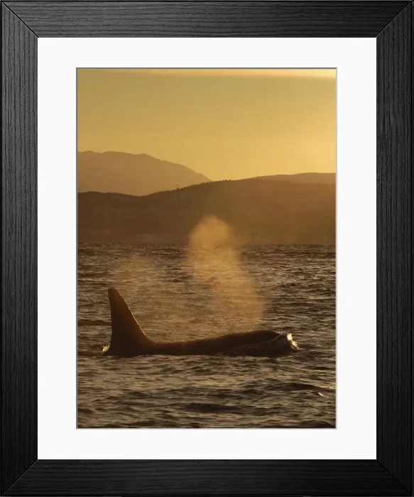 Framed Print : Picture No. 10882244 Framed Print : Picture No. 10882244