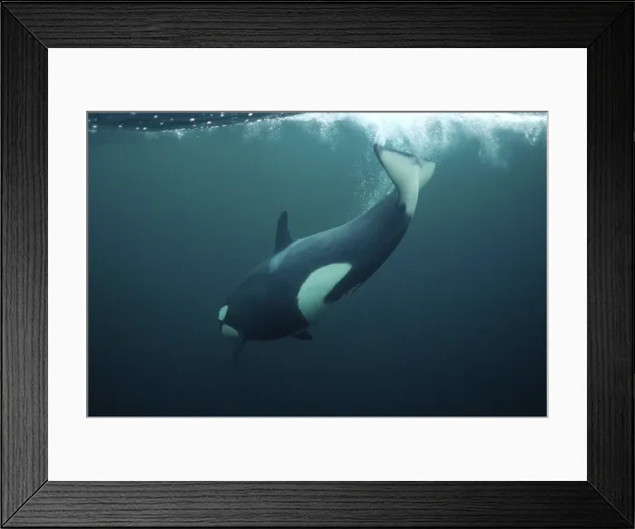 Framed Print : Picture No. 10882245 Framed Print : Picture No. 10882245