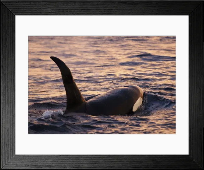 Framed Print : Picture No. 10882253 Framed Print : Picture No. 10882253