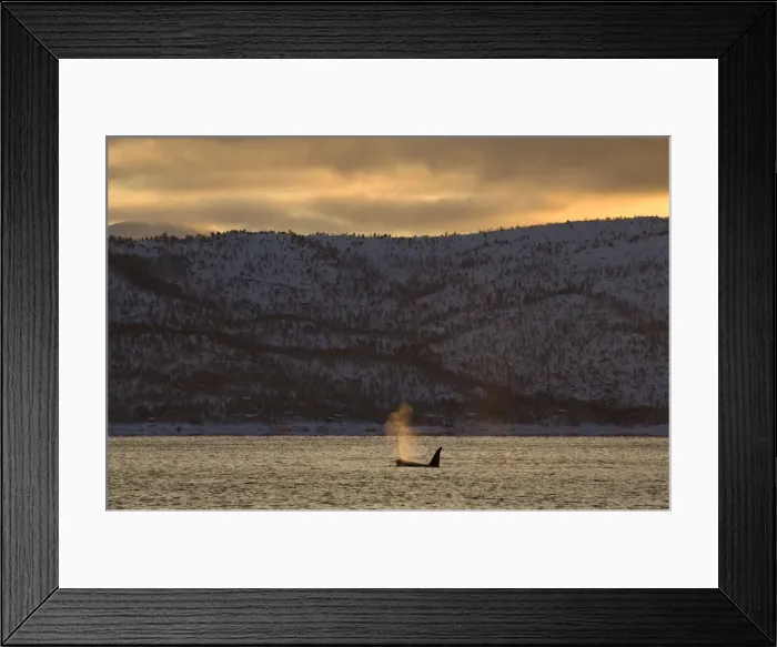 Framed Print : Picture No. 10882250 Framed Print : Picture No. 10882250