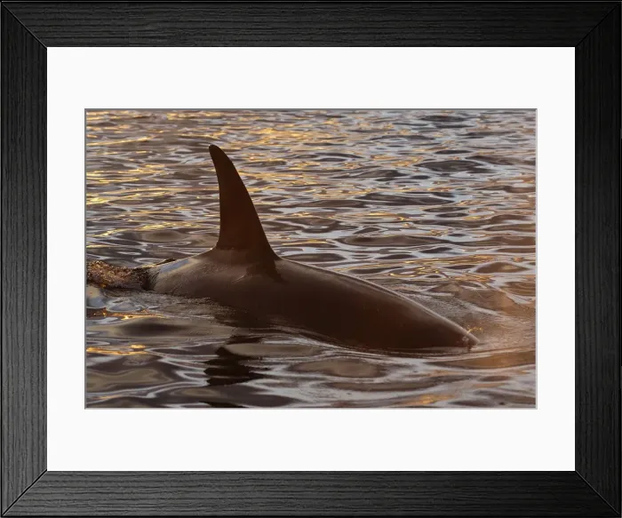 Framed Print : Picture No. 10882255 Framed Print : Picture No. 10882255