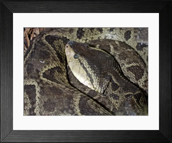 Framed Print : Picture No. 10882292 Framed Print : Picture No. 10882292
